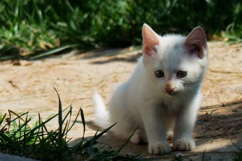 ²úÒµºì»ð±³ºóÃæÁٳɳ¤·³ÄÕ Ïç´åÂÃÓÎÈçºÎ½¡¿µ³É³¤