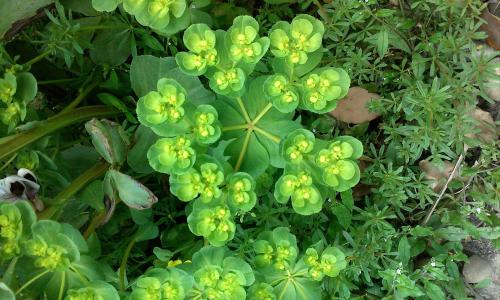 ÕÔÀÖ¼Ê:½øÒ»²½Íƶ¯×öºÃÖÐÑ뵥λÄÚ²¿Ñ²ÊÓ¹¤×÷