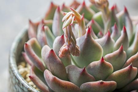 ´óÁ¬ÊÐÖÐСѧ´íʱ´í·å·Å¼Ù Ó×¶ùÔ°Ôªµ©ºóÔÝʱͣ԰