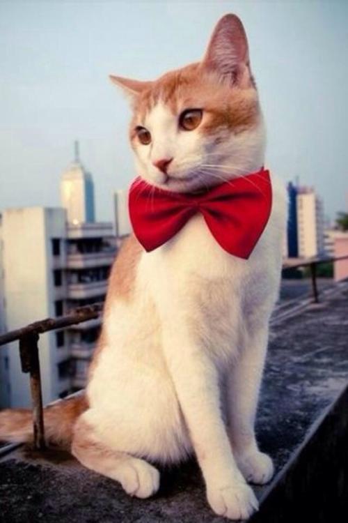 ͻ˹йԮͻҽƶӰ䷢֤