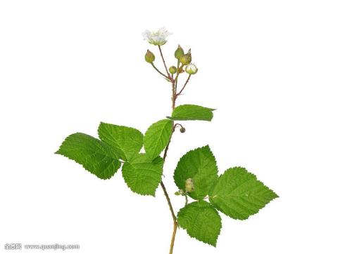 Öж«Êý¹úÊÕ½ô·ÀÒß´ëÊ© ˹ÀïÀ¼¿¨ÀÛ¼ÆÈ·Õﳬ4Íò