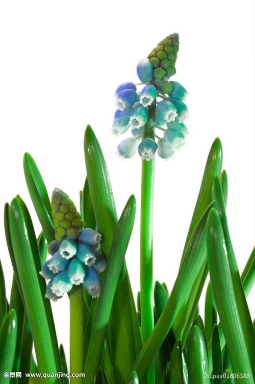 交通运输部:小客车租赁经营者不得随车提供劳务