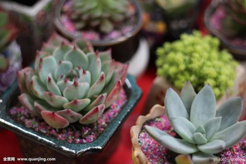 Å·Ã˶à¹úÆô¶¯Ð¹ÚÒßÃç½ÓÖÖ Öж«Êý¹úÊÕ½ô·ÀÒß´ëÊ©