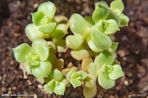 ÉÂÎ÷²ÌÓÀºêµÈ29ÈËÉæºÚ°¸Ò»ÉóÐûÅÐ Ê×·¸±»ÅÐÐÌ25Äê