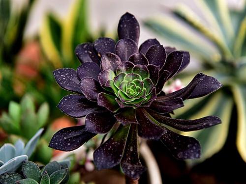 È«ÇòÈ·Õï79232555Àý ¶à¹ú¼ÒÏÖ±äÒìйڲ¡¶¾¸ÐȾÕß